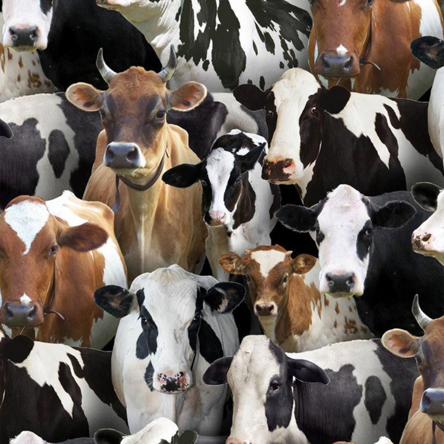 Black Cows - 1/2 Yard Increments, Cut Continuously - by Keith Kimberlin for Elizabeths Studio