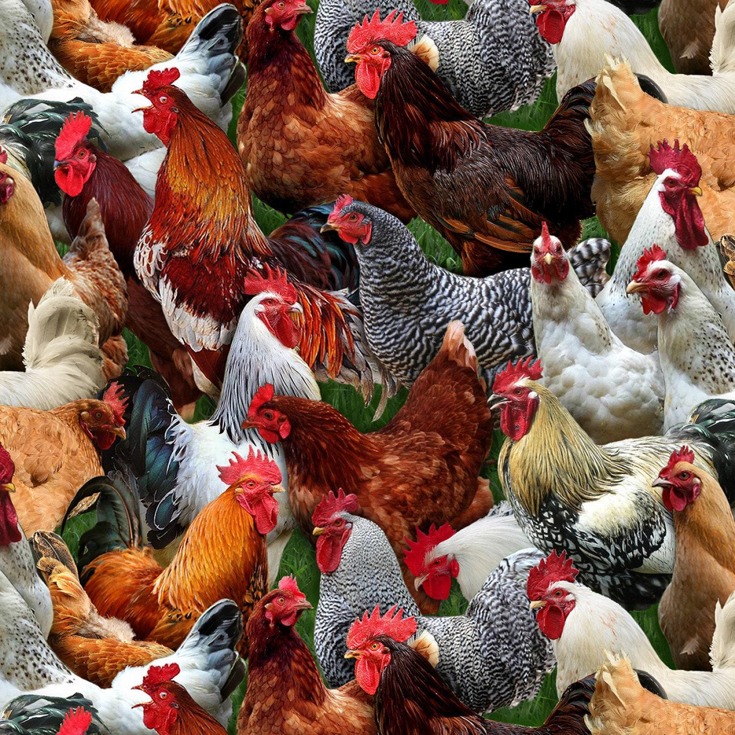 Multi Packed Chickens - 1/2 Yard Increments, Cut Continuously - by Keith Kimberlin for Elizabeths Studio