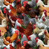Multi Packed Chickens - 1/2 Yard Increments, Cut Continuously - by Keith Kimberlin for Elizabeths Studio