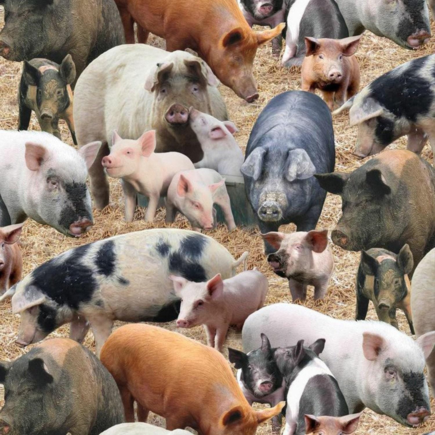 Brown Pigs - 1/2 Yard Increments, Cut Continuously - by Keith Kimberlin for Elizabeths Studio