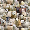 Sheep - 1/2 Yard Increments, Cut Continuously - by Keith Kimberlin for Elizabeths Studio