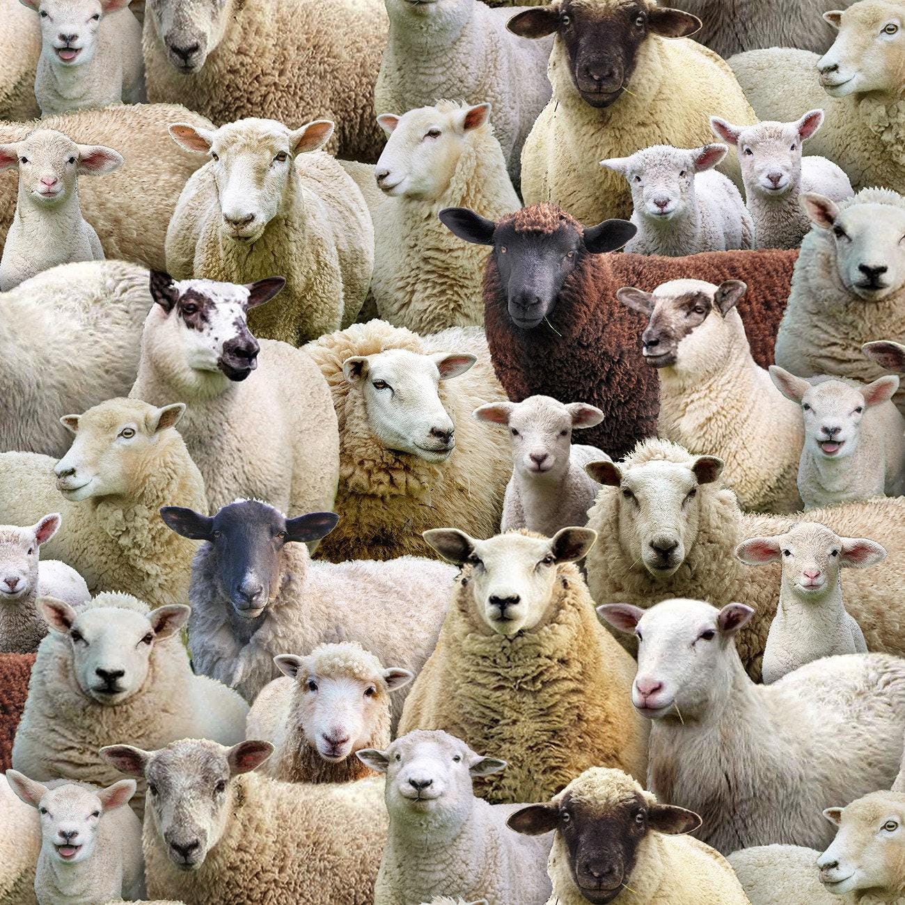 Sheep - 1/2 Yard Increments, Cut Continuously - by Keith Kimberlin for Elizabeths Studio