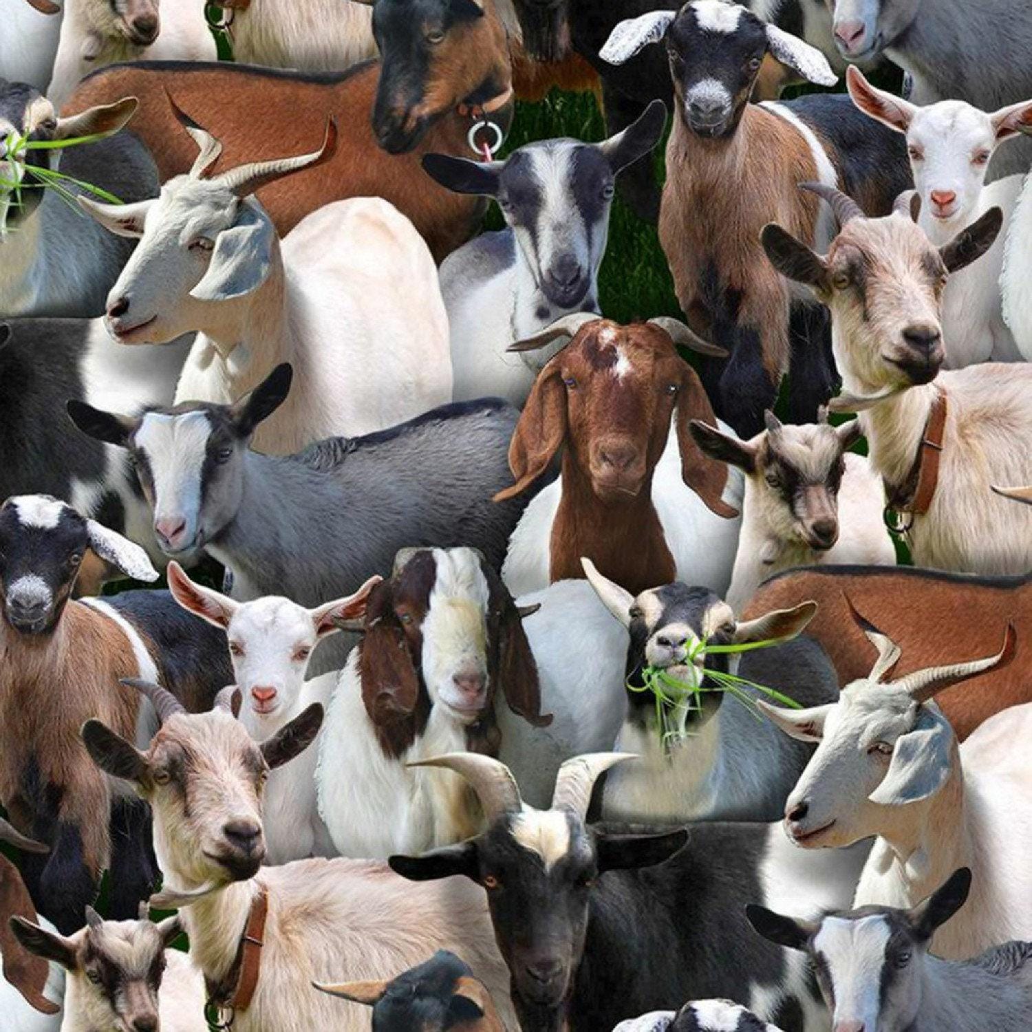 Black Goats - 1/2 Yard Increments, Cut Continuously - by Keith Kimberlin for Elizabeths Studio
