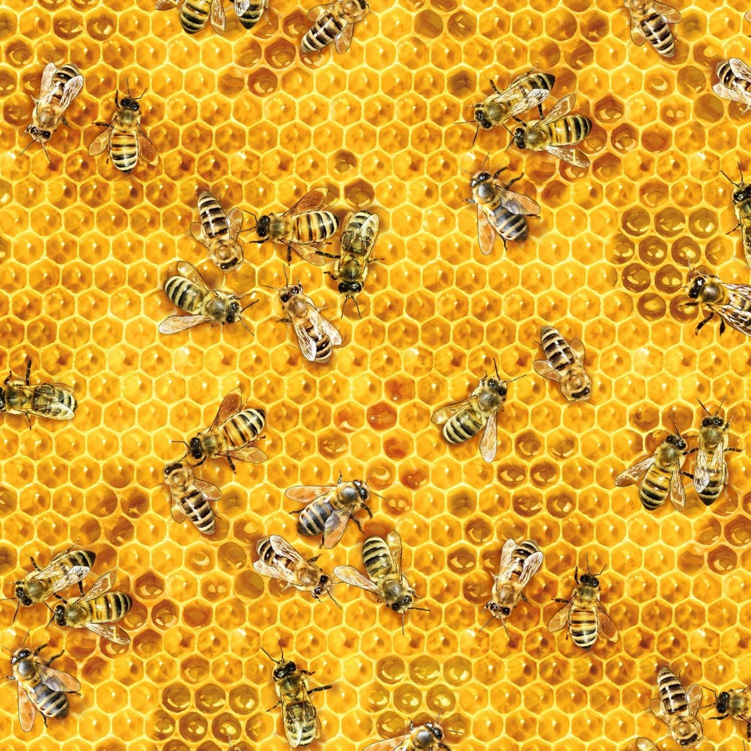 Honey Bees & Beehives - 1/2 Yard Increments, Cut Continuously - by Elizabeths Studio