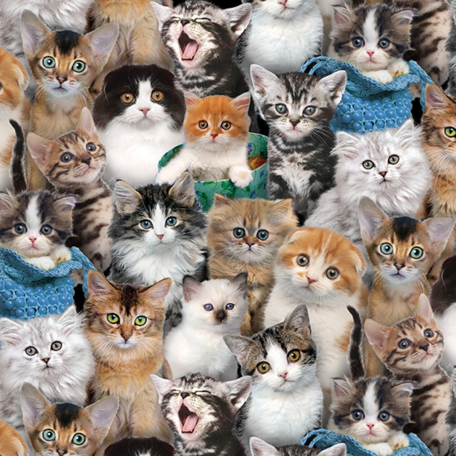 Multi Packed Kittens - 1/2 Yard Increments, Cut Continuously - by Keith Kimberlin for Elizabeths Studio